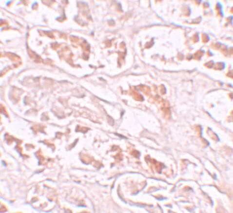 BANP Antibody - BSA Free