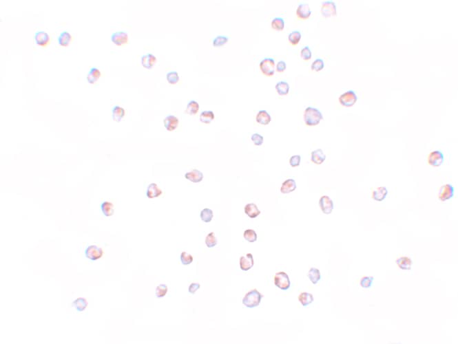 KPNA3 Antibody - BSA Free