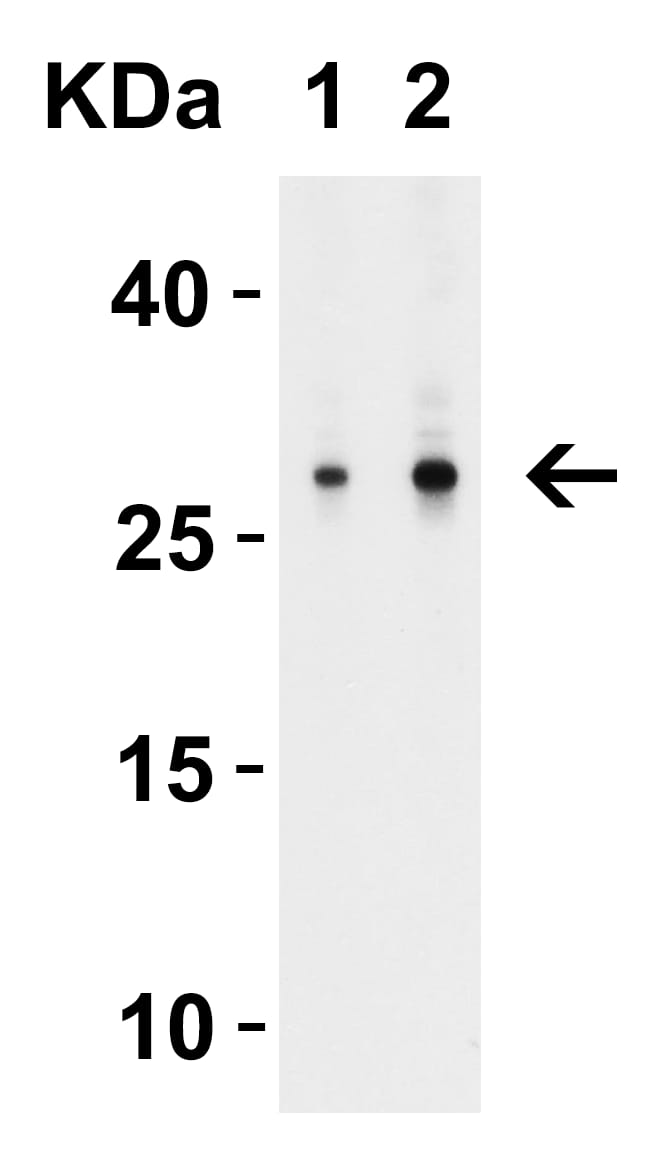 MOX1 Antibody - BSA Free