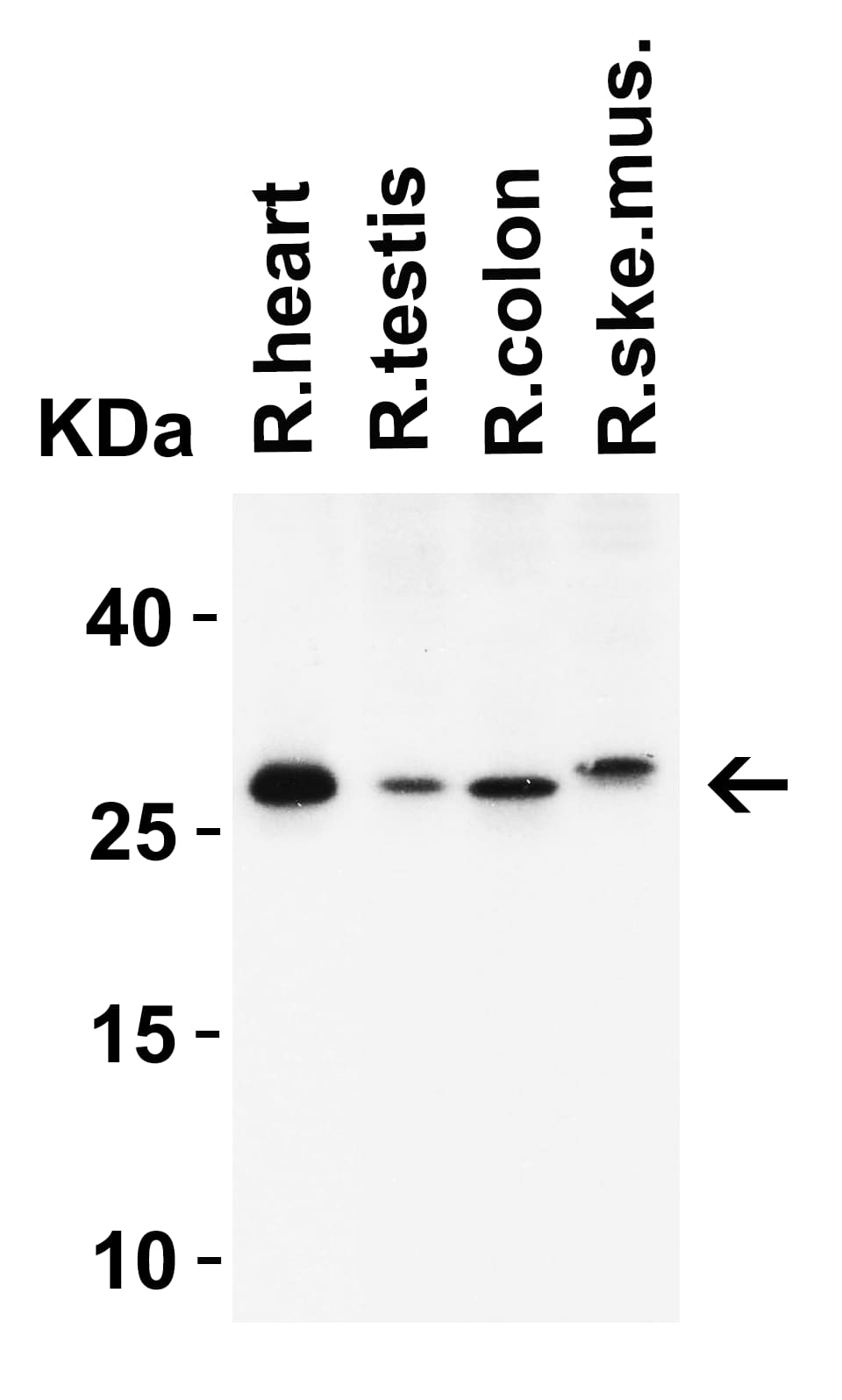 MOX1 Antibody - BSA Free