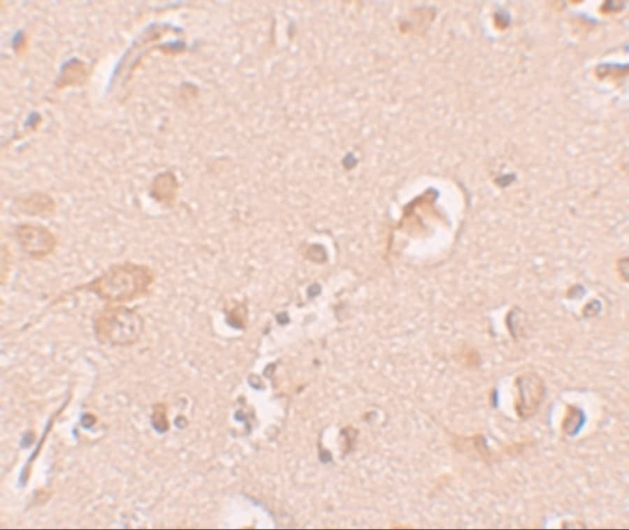 Staufen Antibody - BSA Free