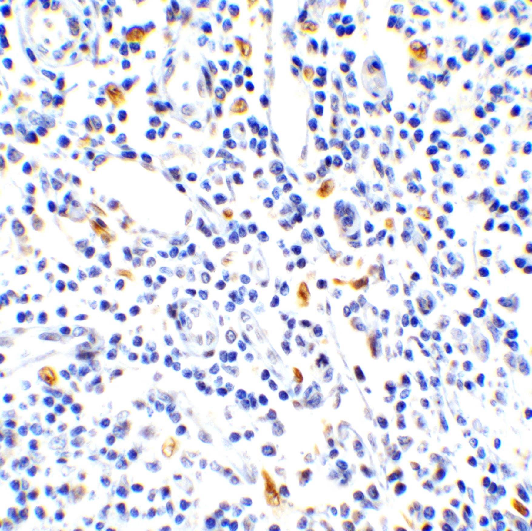 IL-17/IL-17A Antibody - BSA Free