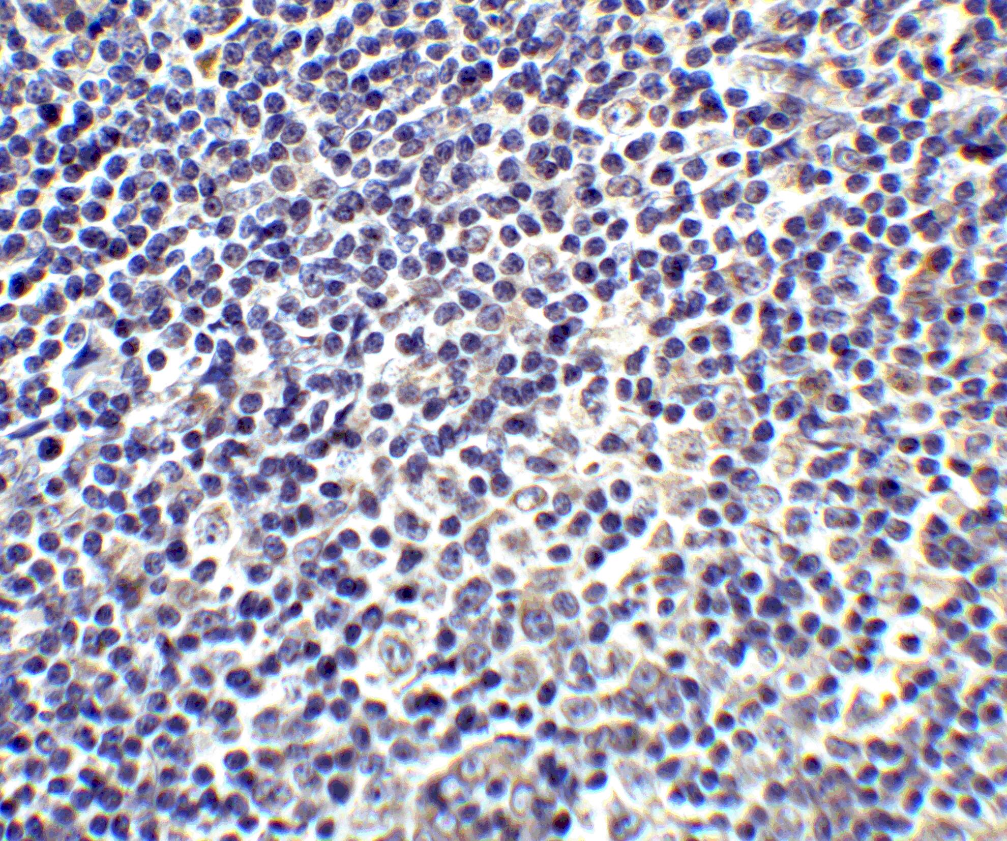 IL-17/IL-17A Antibody - BSA Free