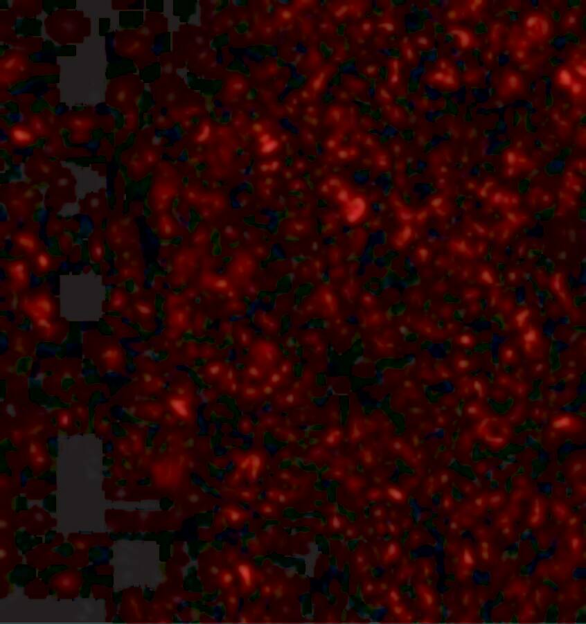 IL-33 Antibody - BSA Free