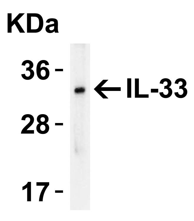 IL-33 Antibody - BSA Free