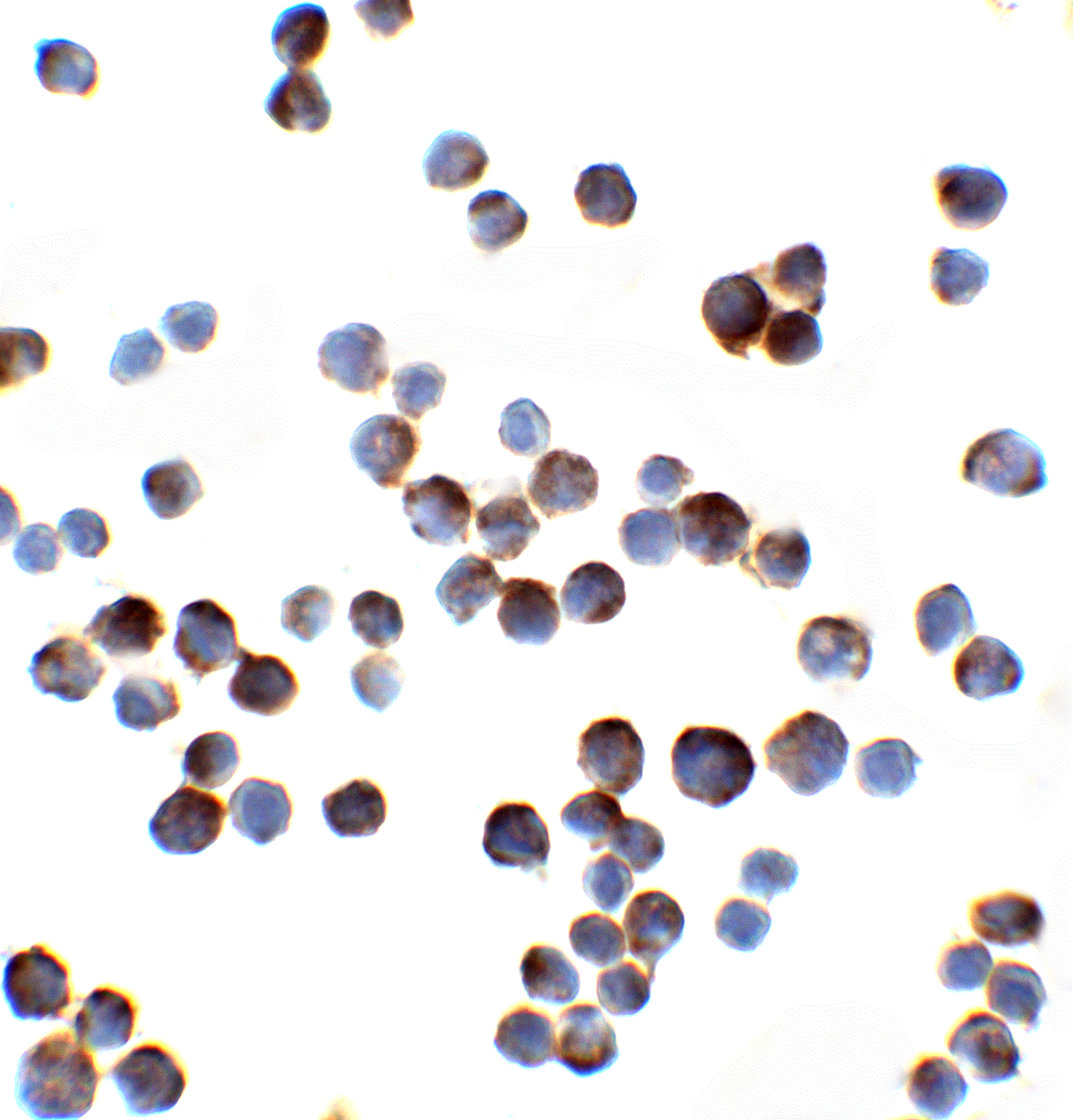 IL-1 RAcP/IL-1 R3 Antibody - BSA Free