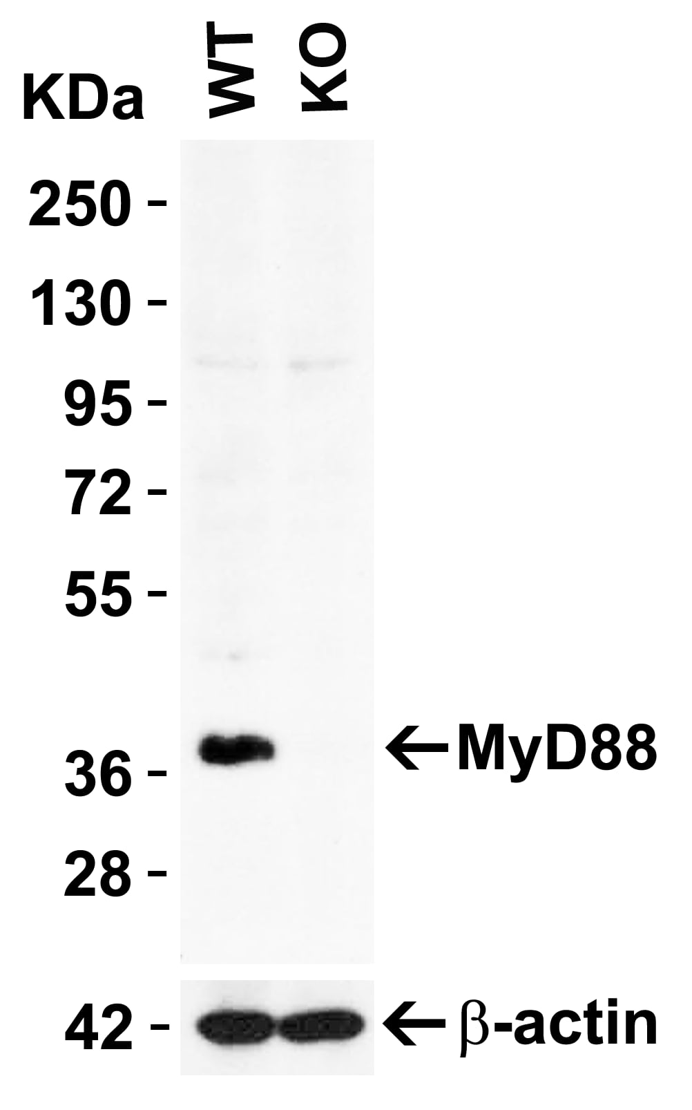 MyD88 Antibody - BSA Free