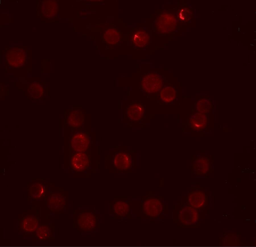 PLAC2 Antibody - BSA Free