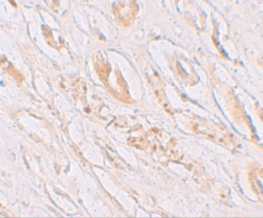 TMEM59 Antibody - BSA Free