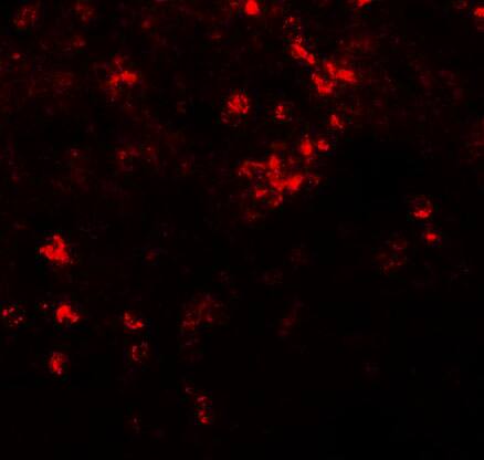 SLC39A8/ZIP8 Antibody - BSA Free