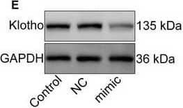Klotho Antibody - BSA Free