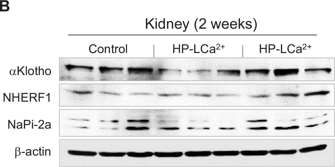 Klotho Antibody - BSA Free