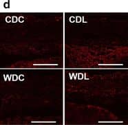 Klotho Antibody - BSA Free