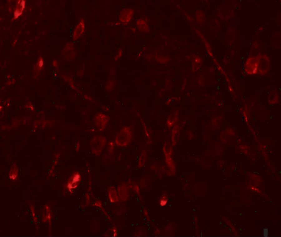 WIZ Antibody - BSA Free