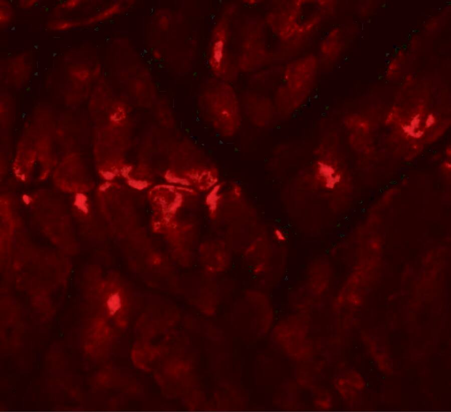 Zinc finger and BTB domain-containing protein 9 Antibody - BSA Free