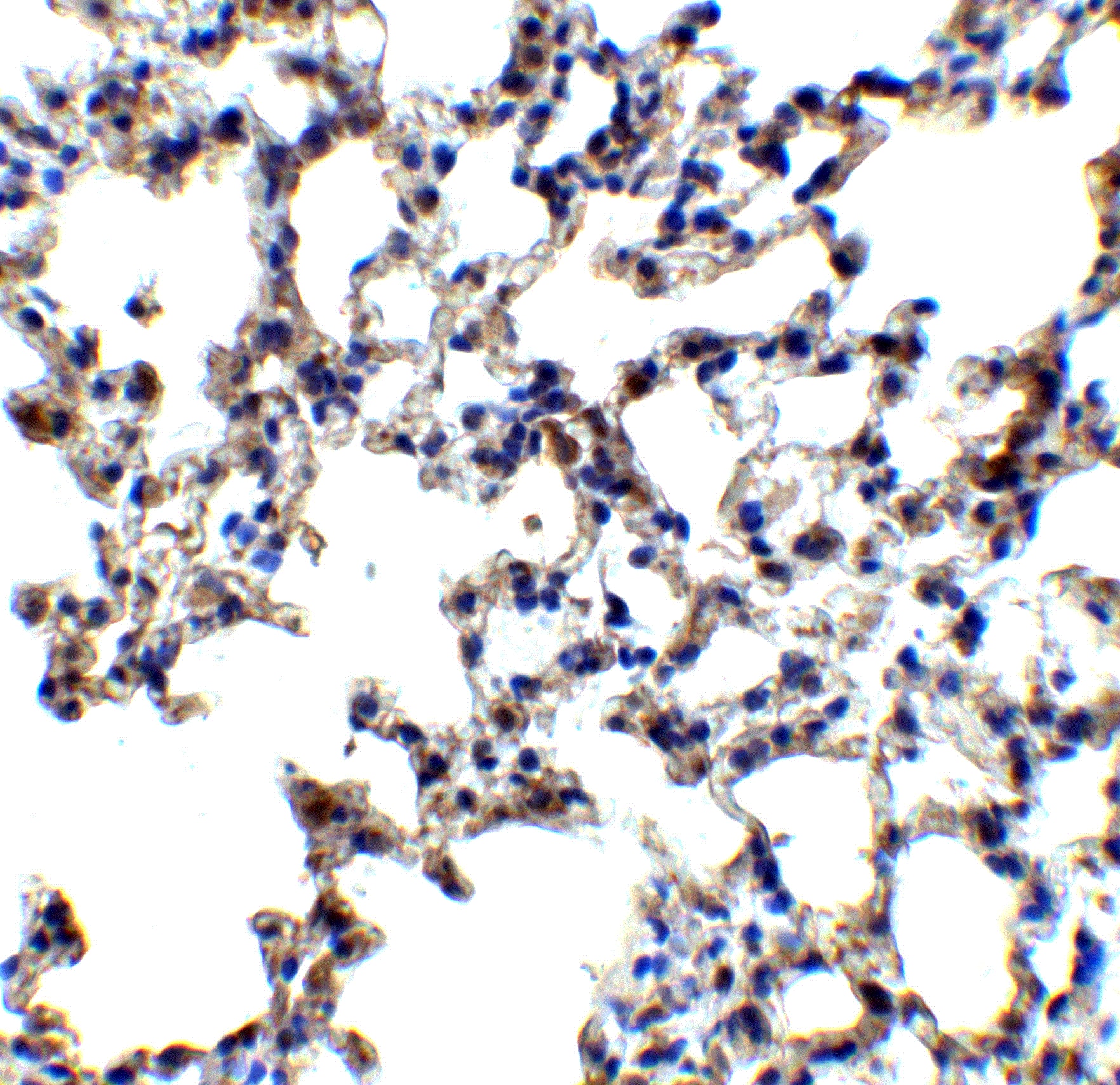 Axin-2 Antibody - BSA Free