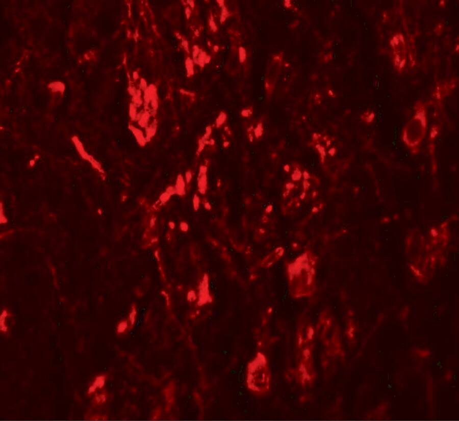 LRRTM4 Antibody - BSA Free