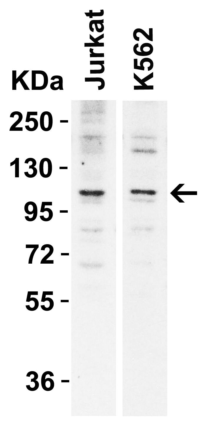 N4BP1 Antibody - BSA Free