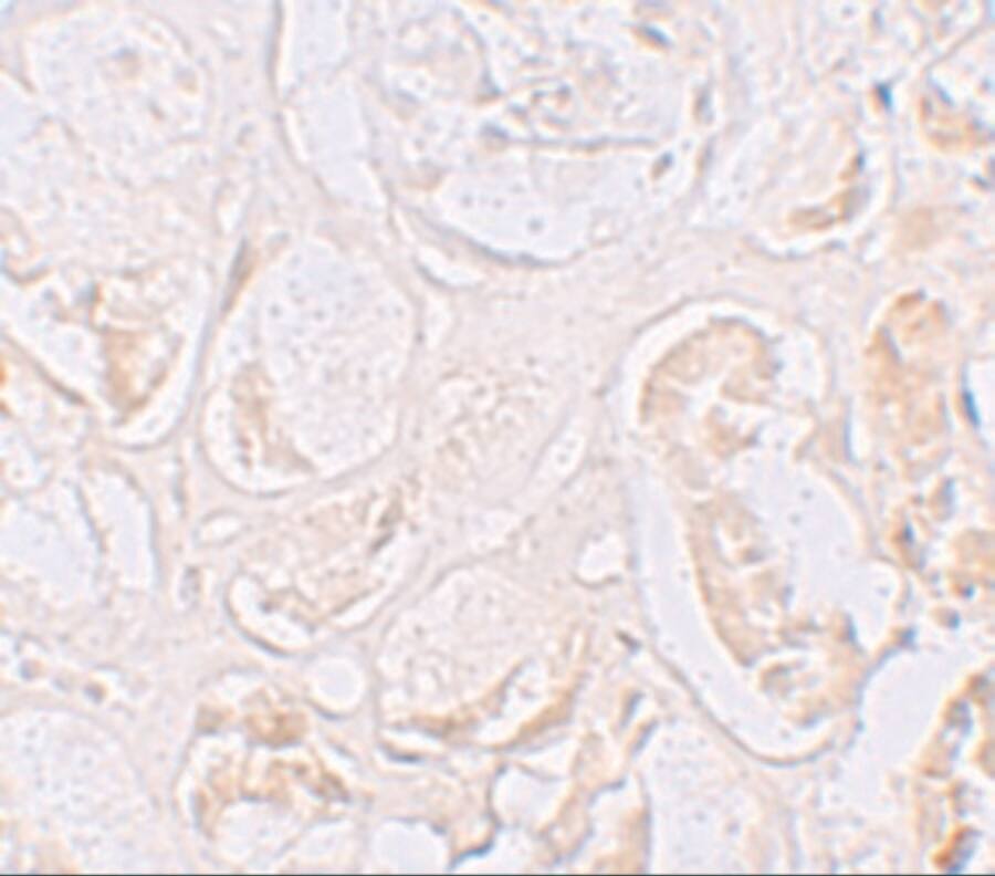 CD2F-10/SLAMF9 Antibody - BSA Free