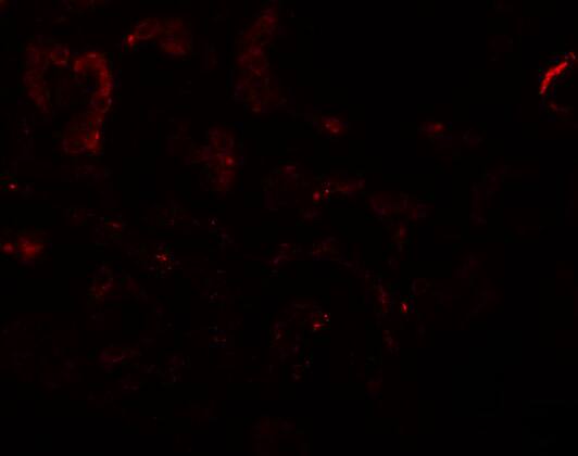 CD2F-10/SLAMF9 Antibody - BSA Free