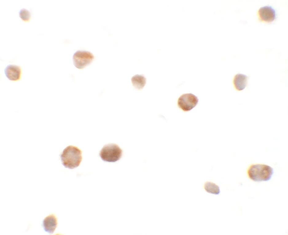 Zhangfei Antibody - BSA Free