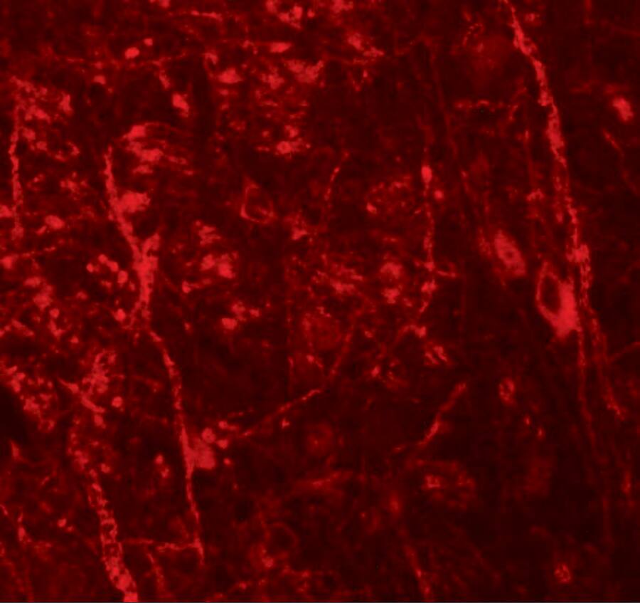 NKX3-2 Antibody - BSA Free