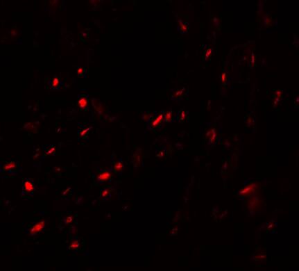 MYOZAP Antibody - BSA Free