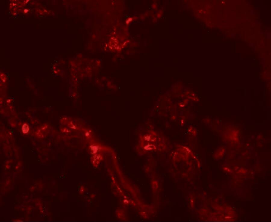 TM4SF1/L6 Antibody - BSA Free