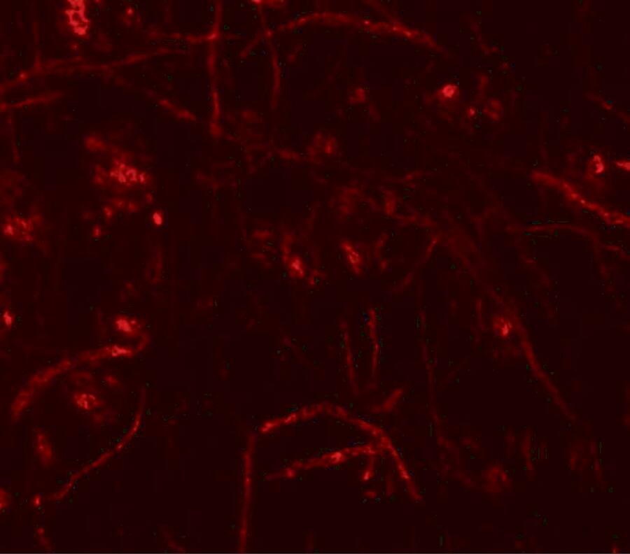 Zfp219 Antibody - BSA Free