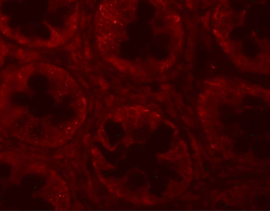 SLAM/CD150 Antibody - BSA Free