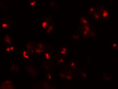 CD229/SLAMF3/Lymphocyte Antigen 9 Antibody - BSA Free
