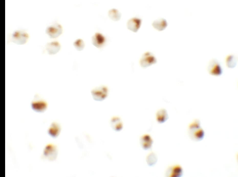 CD229/SLAMF3/Lymphocyte Antigen 9 Antibody - BSA Free