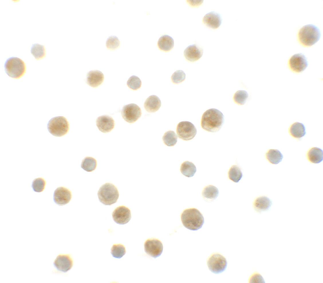 DYRK1A Antibody - BSA Free