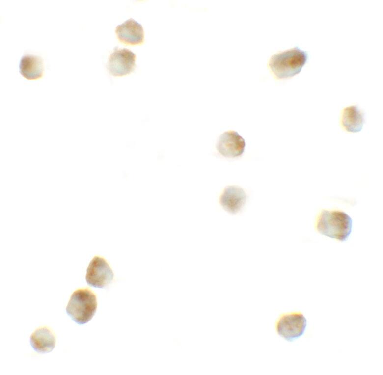 ROCK1 Antibody - BSA Free