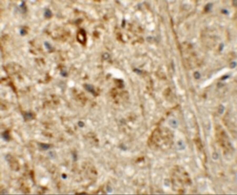 ORMDL1 Antibody - BSA Free