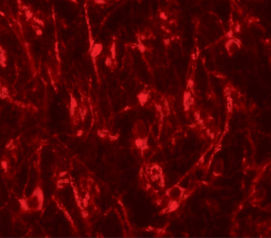 LCMT2 Antibody - BSA Free (NBP1-76585) by Novus, Part of Bio-Techne