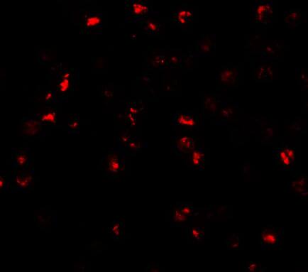 ATAD3A Antibody - BSA Free