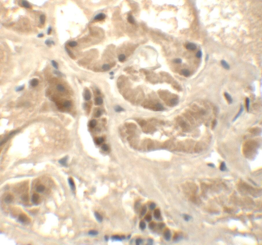 ATAD3B Antibody - BSA Free