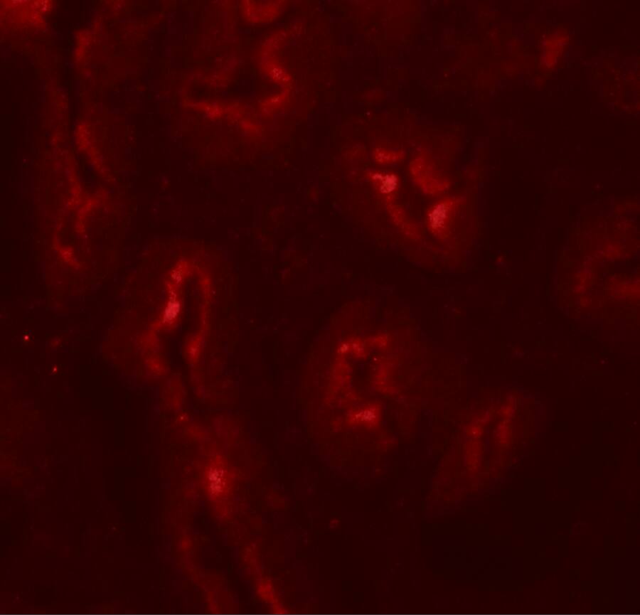 AP3S1 Antibody - BSA Free