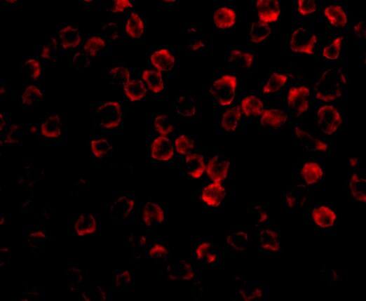 TAB1 Antibody - BSA Free