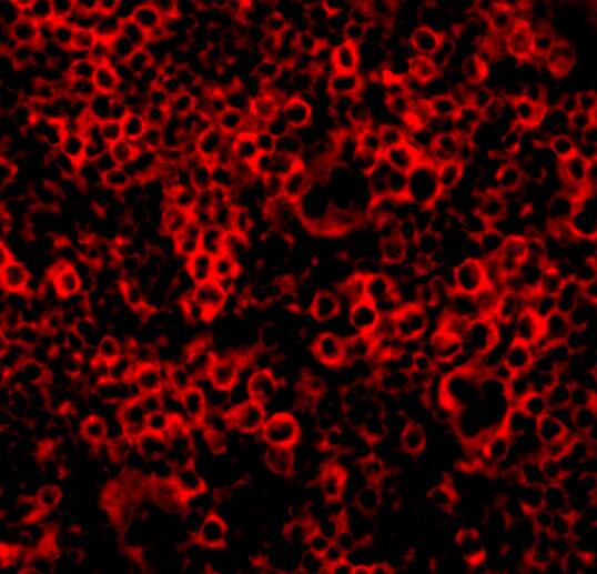 Caspase-4 Antibody - BSA Free