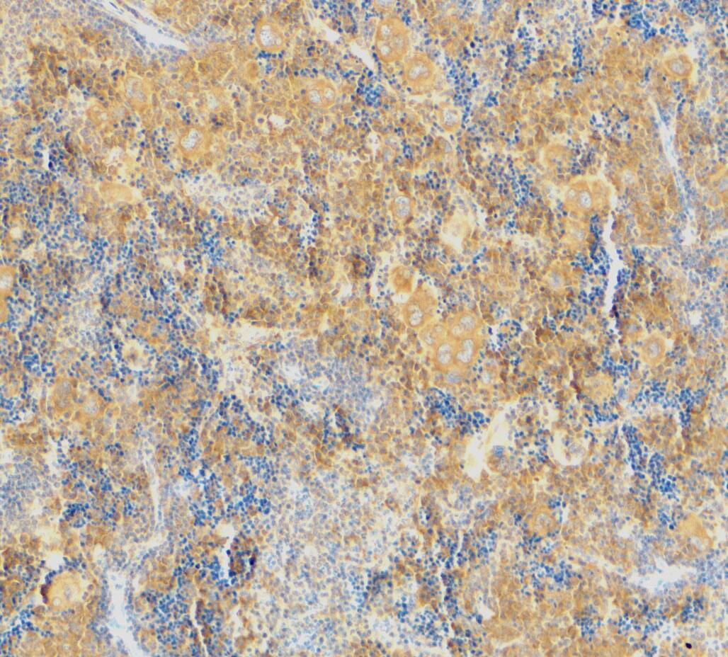 Caspase-4 Antibody - BSA Free