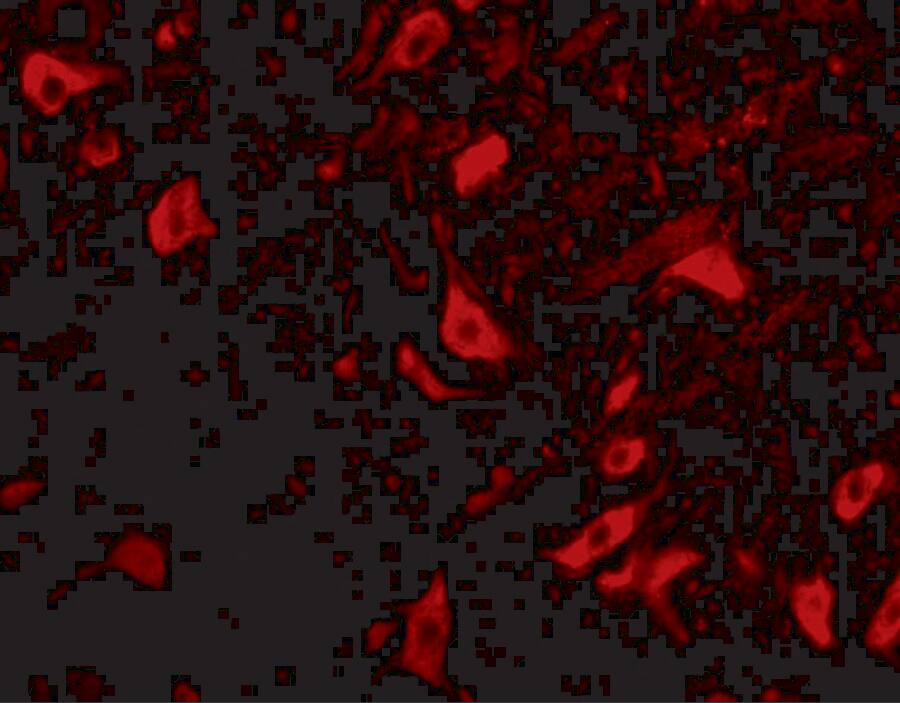 TRIM5 delta Antibody - BSA Free