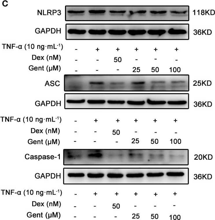 Caspase-1 Antibody - BSA Free