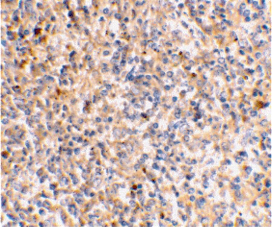XAF1 Antibody - BSA Free