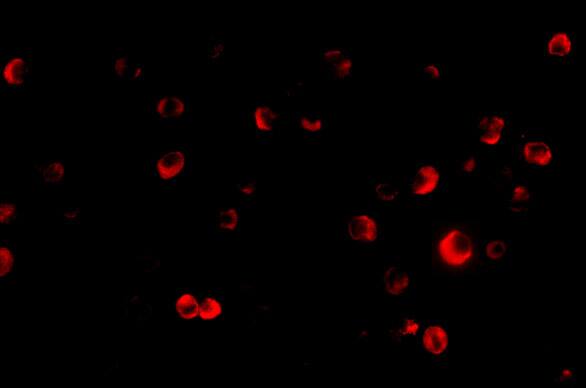 TSC2 Antibody - BSA Free