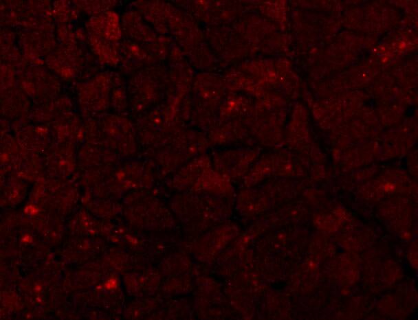 Caspase-12 Antibody - BSA Free