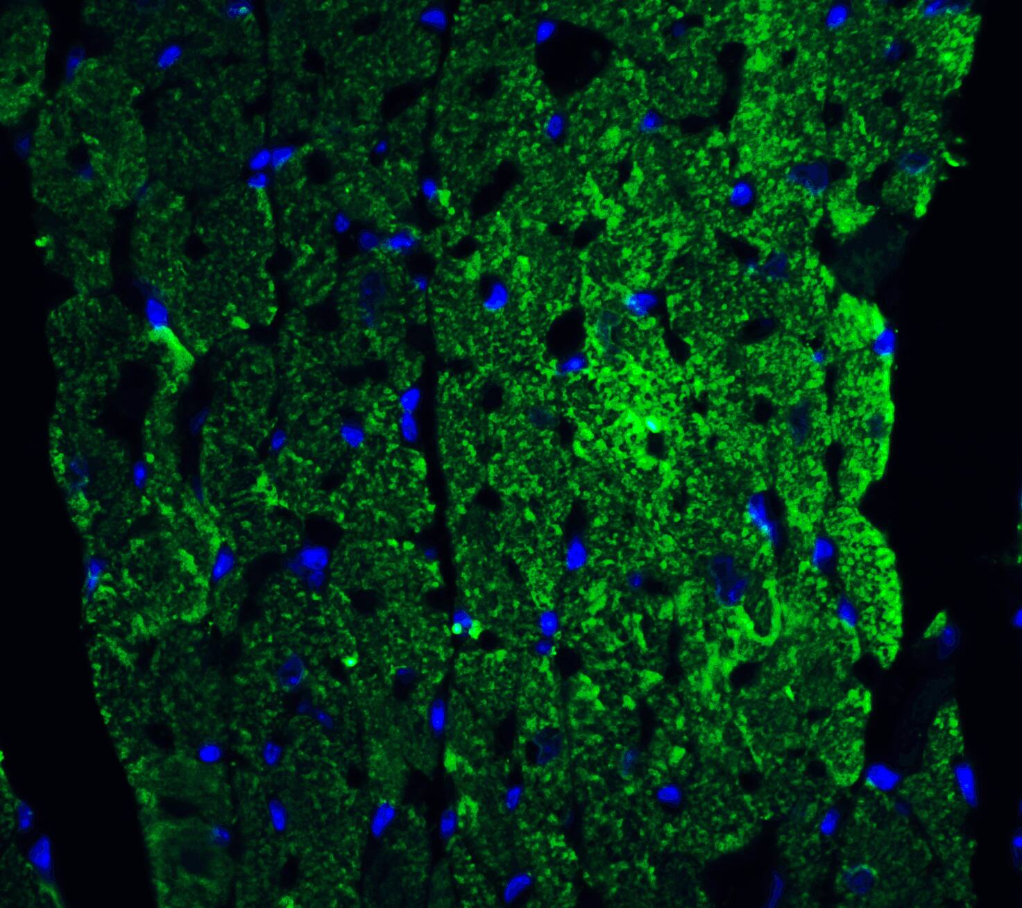Caspase-12 Antibody - BSA Free