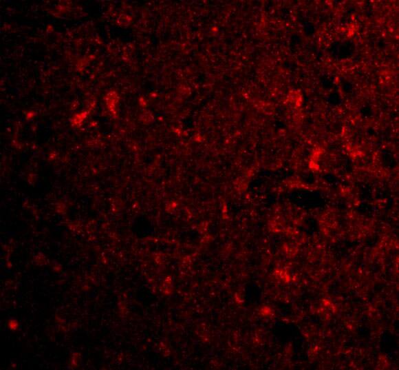 C1qTNF4/CTRP4 Antibody - BSA Free