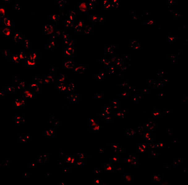 CTRP7 Antibody - BSA Free